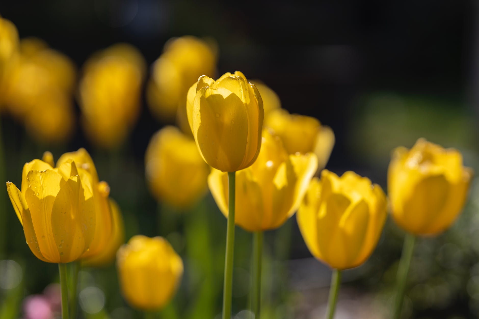 yellow tulips in bloom